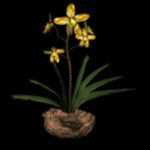 Orchidee150x150